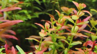 Thumbnail of post image 067